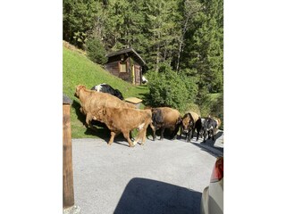Almabtrieb vor der Haustür