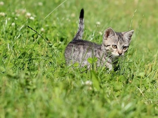 Tiere am Bauernhof - Katzen