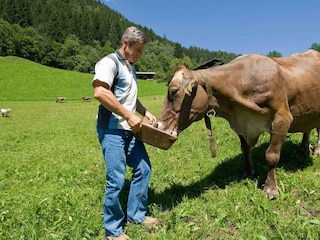 Tiere am Bauernhof - Kühe