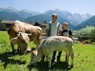 Tiere am Bauernhof - Kühe