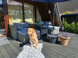 Hunde Willkommen, Terrassenbereich mit Zaun