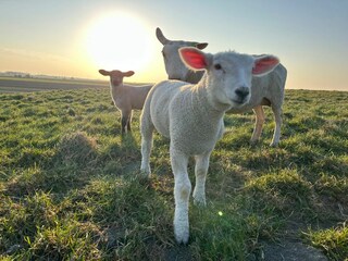 Frühling Carolinensiel