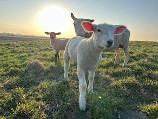 Vakantiehuis Carolinensiel Omgeving 23