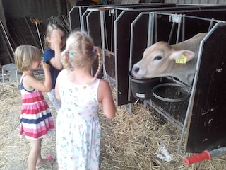 Vakantiehuis Heeg Omgeving 23