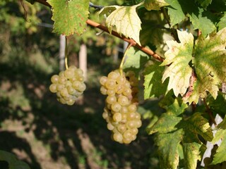IMG_6529