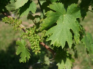 IMG_6633 - Kopie