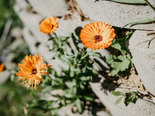 Blumen