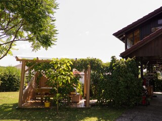 Laube