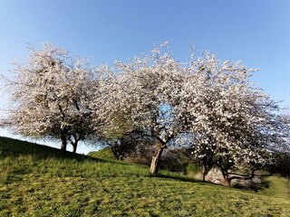 Frühling Vulkanland