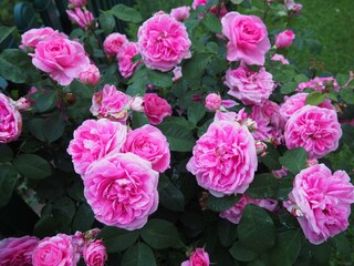 Rosen im Garten