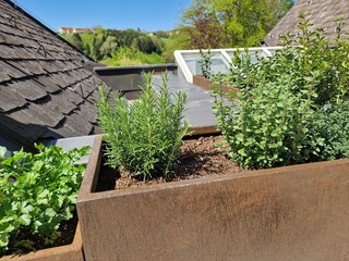 privater Kräutergarten