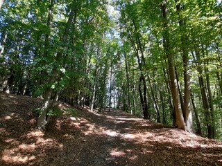 Waldspaziergang zum Chalet