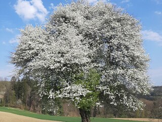 Birnenblüte im April