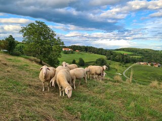 Besuch bei den Schafen