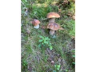 Pilze im eigenen Wald suchen