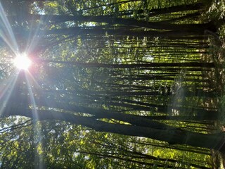 Waldspaziergang im Sommer
