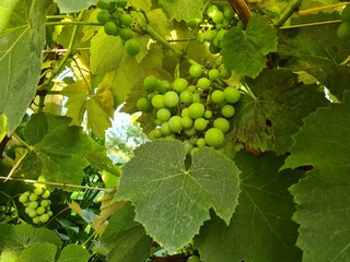 bald sind die Weintrauben reif