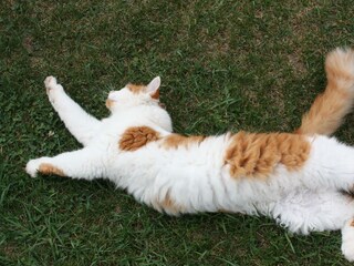 Hauskatze
