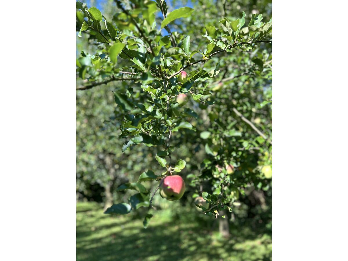 Unsere Apfelbäume