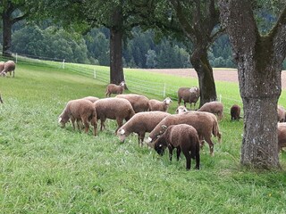 Die Schafherde