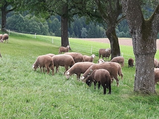 Die Schafherde