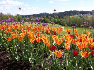 Tulpenlandschaft
