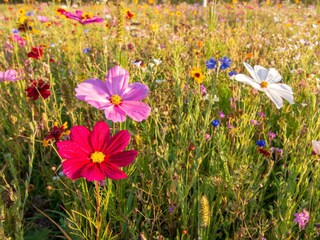Blumenwiese am Camping Au an der Donau