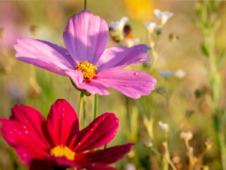 Blumenwiese am Campingplatz