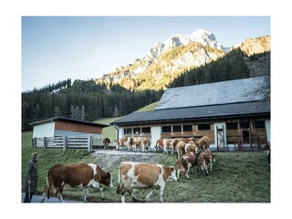 Glückliche Tiere am Bauernhof