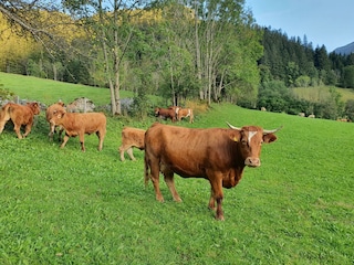 Kuh auf der Weide am Hof vom Wolfbauer
