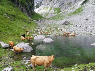 Kühe auf der Alm