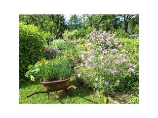 Buntes Treiben im Kräutergarten.
