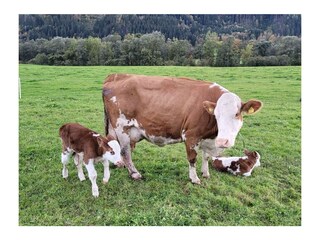 " gesunde Kühe und Kälber auf unseren Weiden"