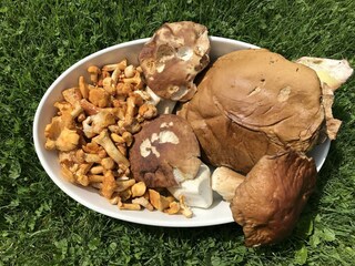 Pilze und Eierschwammerl