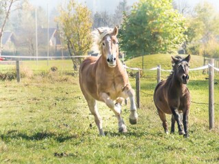 Haflinger