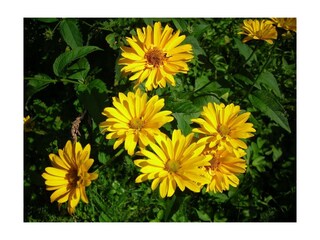 Blumen