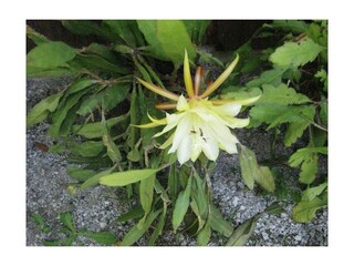 Blumen 2018 001