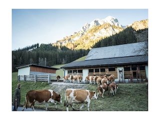 Glückliche Tiere am Bauernhof