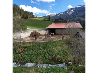 Unsere Kühe im großzügigen Auslauf