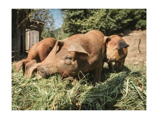 Glückliche_Schweine