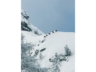 die Gämsen fühlen sich in der Ardningalm sehr wohl