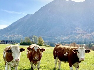 Idylle am Land