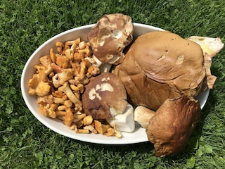 Pilze und Eierschwammerl