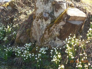 Frühlingblumen