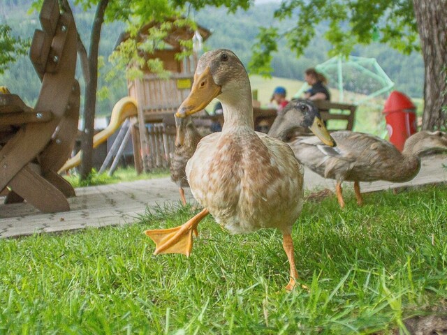 Enten