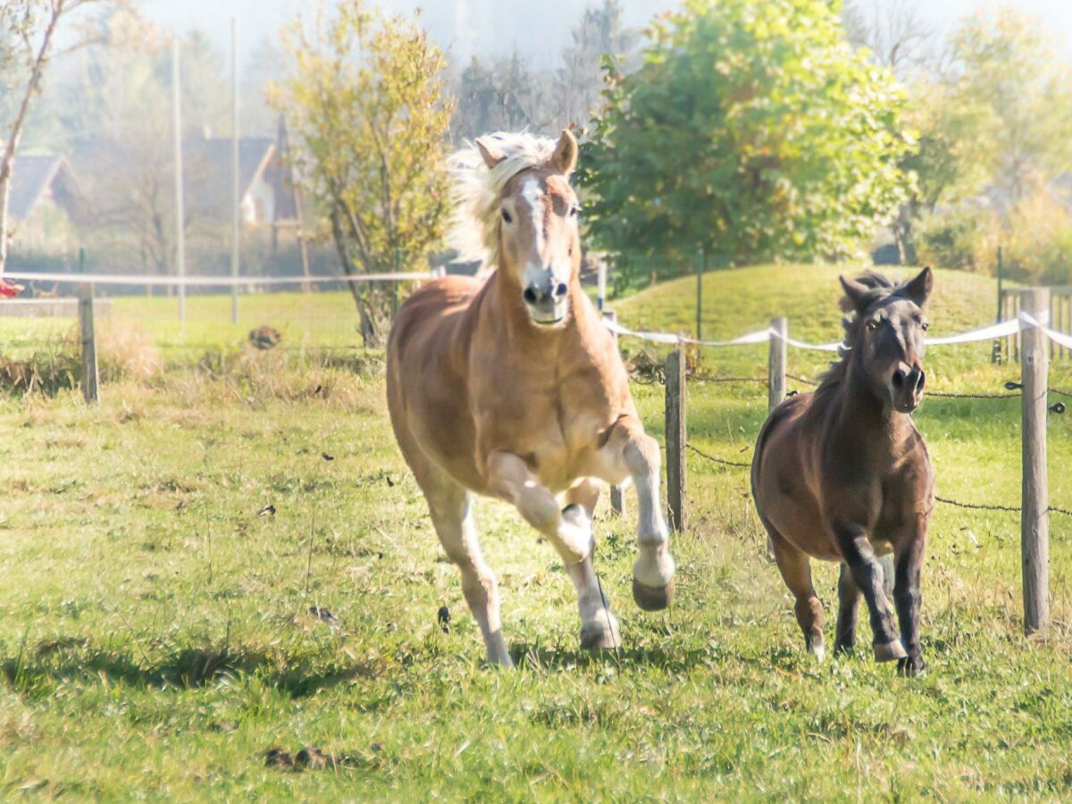 Haflinger