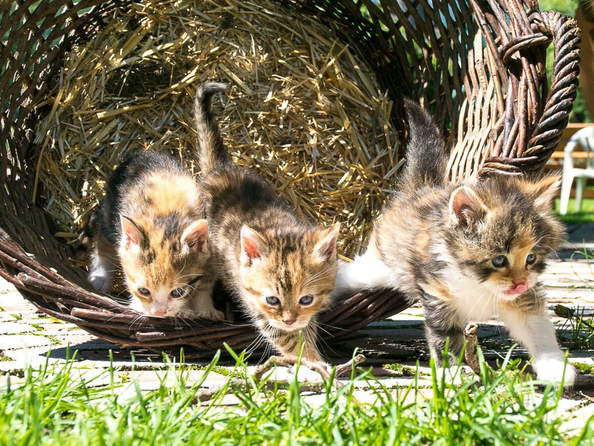 Katzen