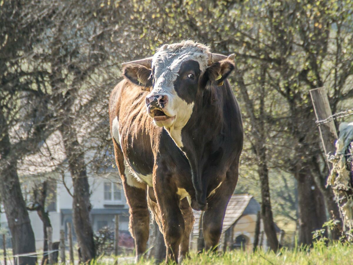 stier