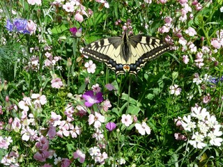 Schwalbenschwanz Schmetterling