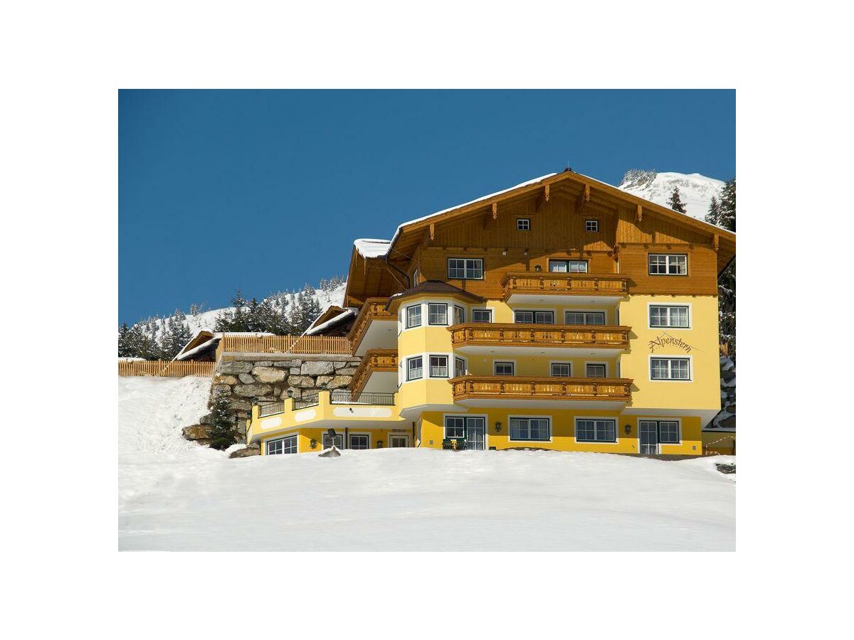 Alpenstern im Winter